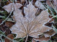 Feine Eiskristalle auf Ahornblatt Rückseite